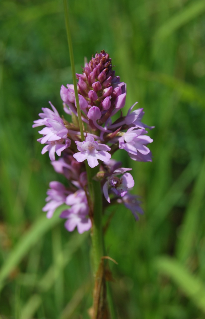 Anacamptis pyramidalis